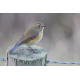 Red Flanked Bluetail Donna Nook 1