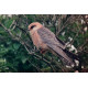 Red Footed Falcon in a tree