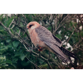 Red Footed Falcon in a tree