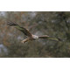 Red Kite 2016