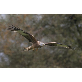Red Kite 2016