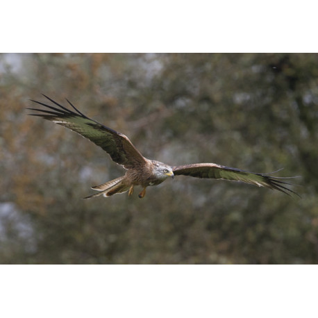 Red Kite 2016
