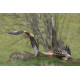 Red Kite 2016 1