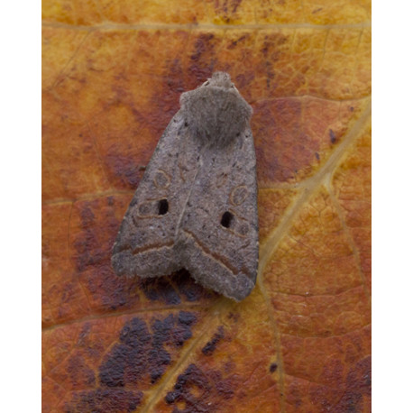 Red Line Quaker Moth