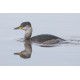 Red Necked Grebe Brancaster Staithe