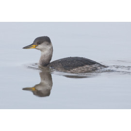 Red Necked Grebe Brancaster Staithe