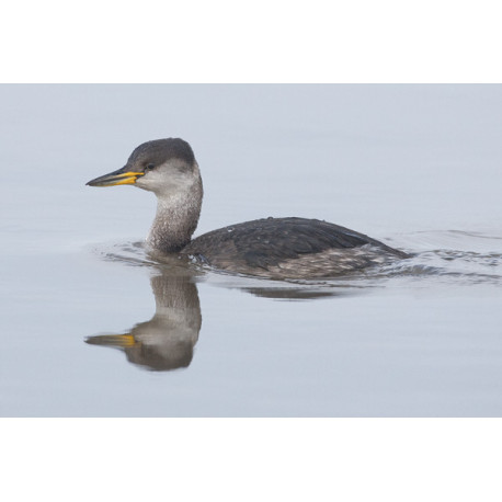 Red Necked Grebe Brancaster Staithe