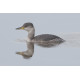 Red Necked Grebe Brancaster Staithe 1