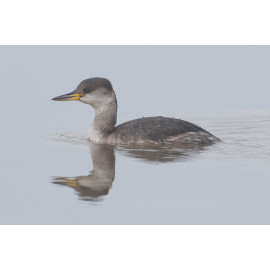 Red Necked Grebe Brancaster Staithe 1