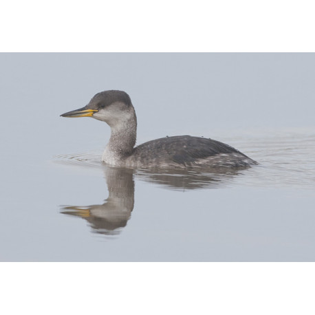 Red Necked Grebe Brancaster Staithe 1