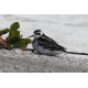 Red Necked Phalarope Covenham