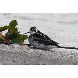 Red Necked Phalarope Covenham