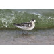 Red Necked Phalarope Covenham 2