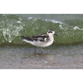 Red Necked Phalarope Covenham 2