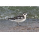Red Necked Phalarope Covenham 3