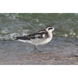 Red Necked Phalarope Covenham 3