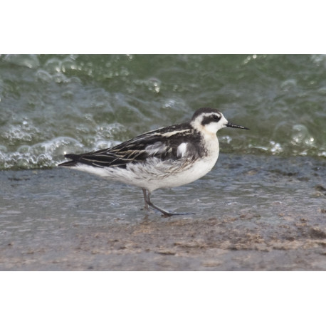 Red Necked Phalarope Covenham 3