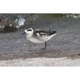 Red Necked Phalarope Covenham 4