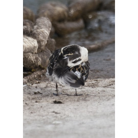 Red Necked Phalarope Covenham 5