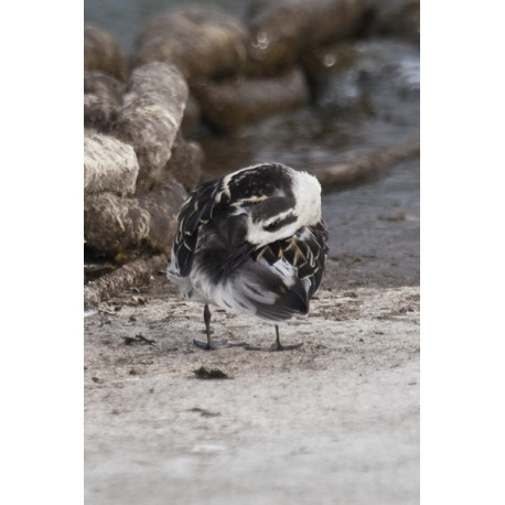 Red Necked Phalarope Covenham 5