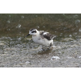 Red Necked Phalarope Covenham 6