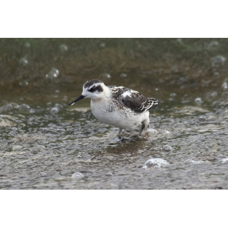 Red Necked Phalarope Covenham 6