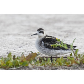 Red Necked Phalarope Covenham 7