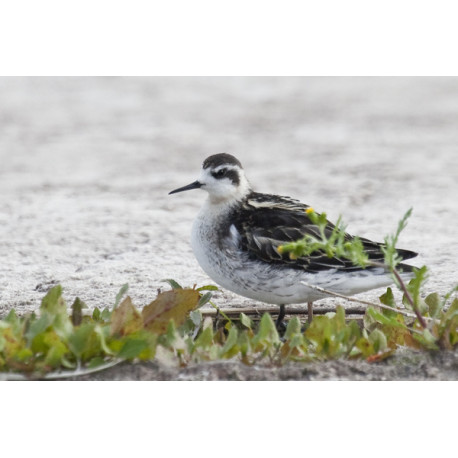 Red Necked Phalarope Covenham 7