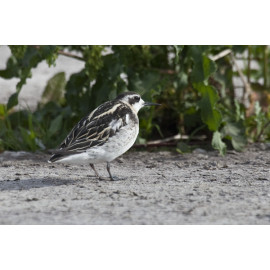 Red Necked Phalarope Covenham 8