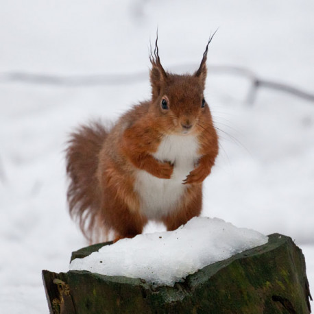 Red Squirrel County Durham