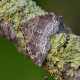Red Twin Spot Carpet Moth