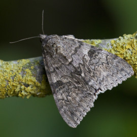 Red Red Underwing Moth