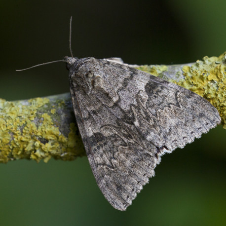 Red Red Underwing Moth