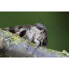 Red Red Underwing Moth 1