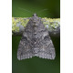 Red Red Underwing Moth 2