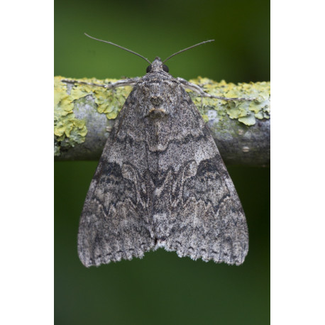 Red Red Underwing Moth 2