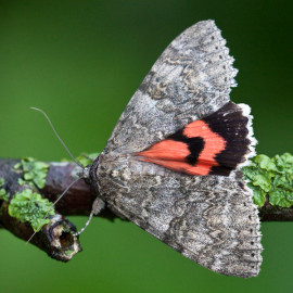 Red Underwing Moth 3