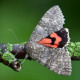 Red Underwing Moth 3