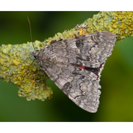 Red Underwing Moth 5