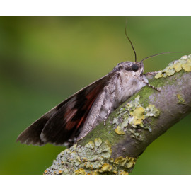 Red Underwing Moth 6