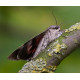 Red Underwing Moth 6