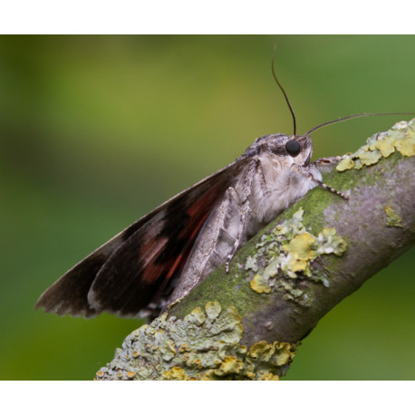 Red Underwing Moth 6