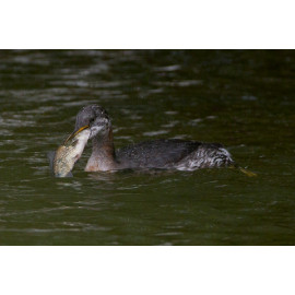 Red Necked Grebe Roding Valley