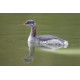 Red Necked Grebe Roding Valley 1