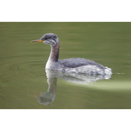Red Necked Grebe Roding Valley 2