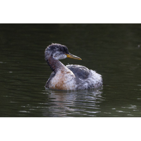 Red Necked Grebe Roding Valley 3