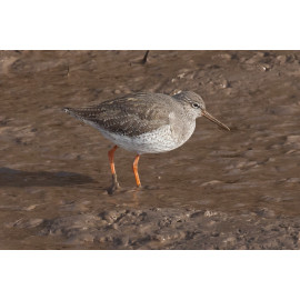 Redshank Thornham