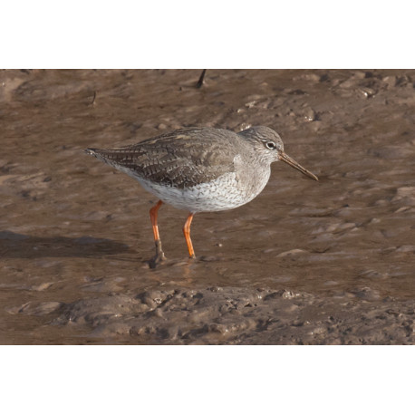 Redshank Thornham