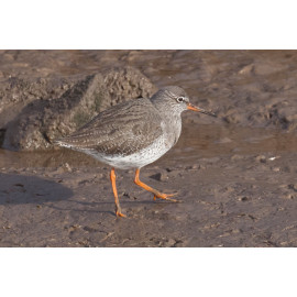 Redshank Thornham 1