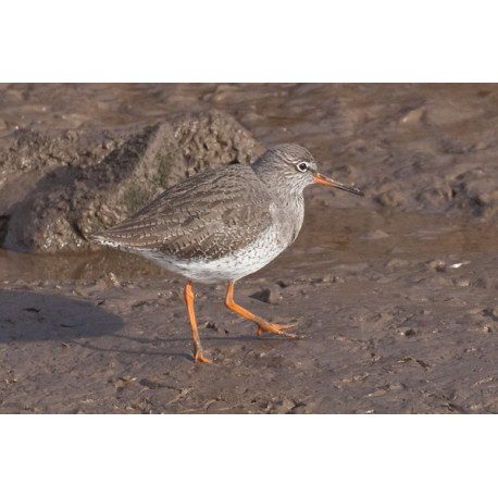 Redshank Thornham 1